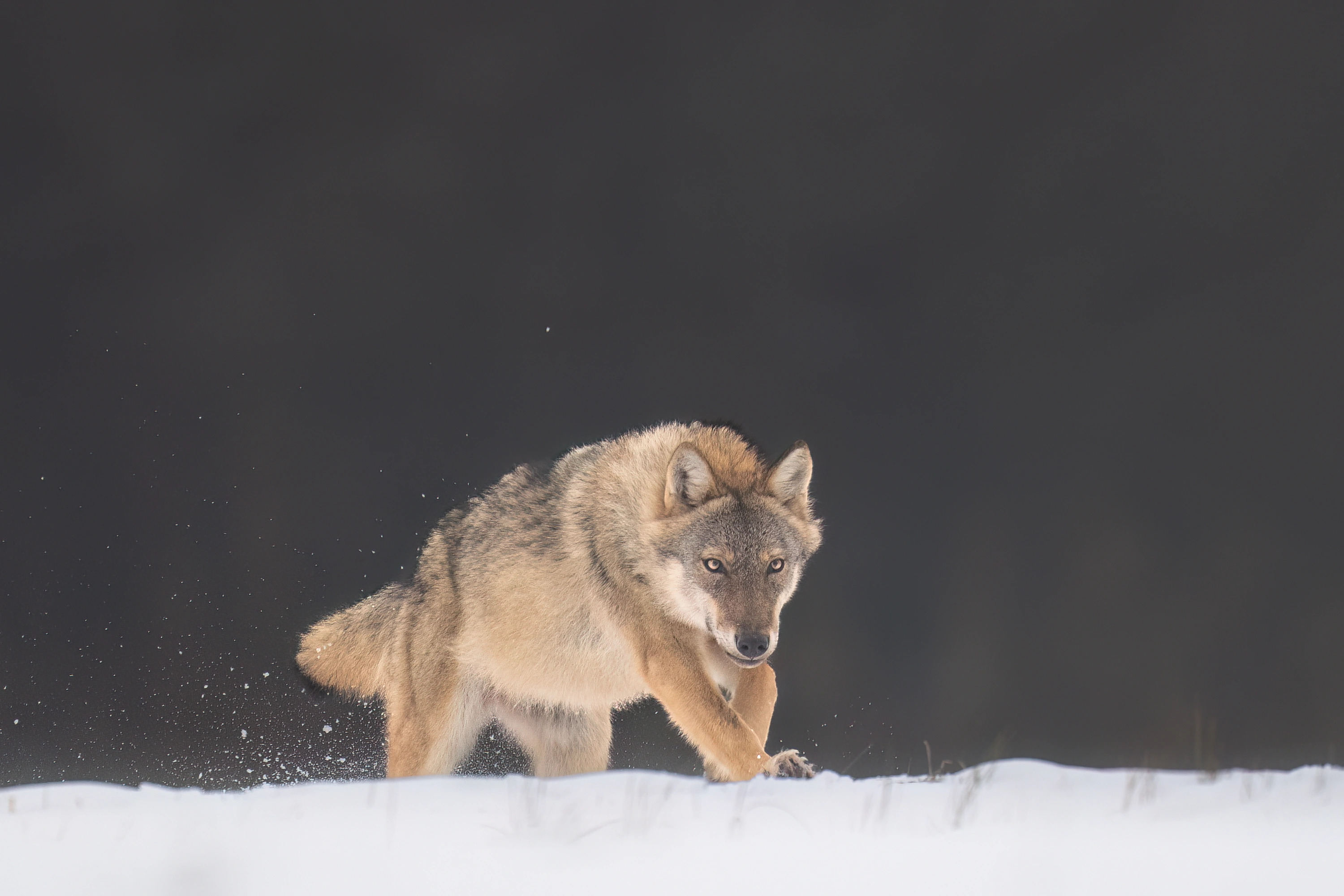 Warmia Elite Wildlife Photography gallery image 4